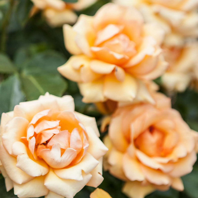 Simply The Best Rose | Hybrid Tea Rose | 4L Potted Rose (PRE ORDER DECEMBER '25)