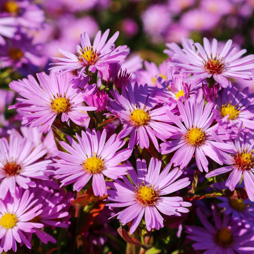 Aster dumosus Light Pink 9cm -