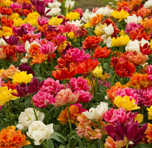 Tulip Double Mixed (12 Bulbs)