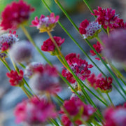 Armeria 'Ballerina Red' 1.5L / 3L