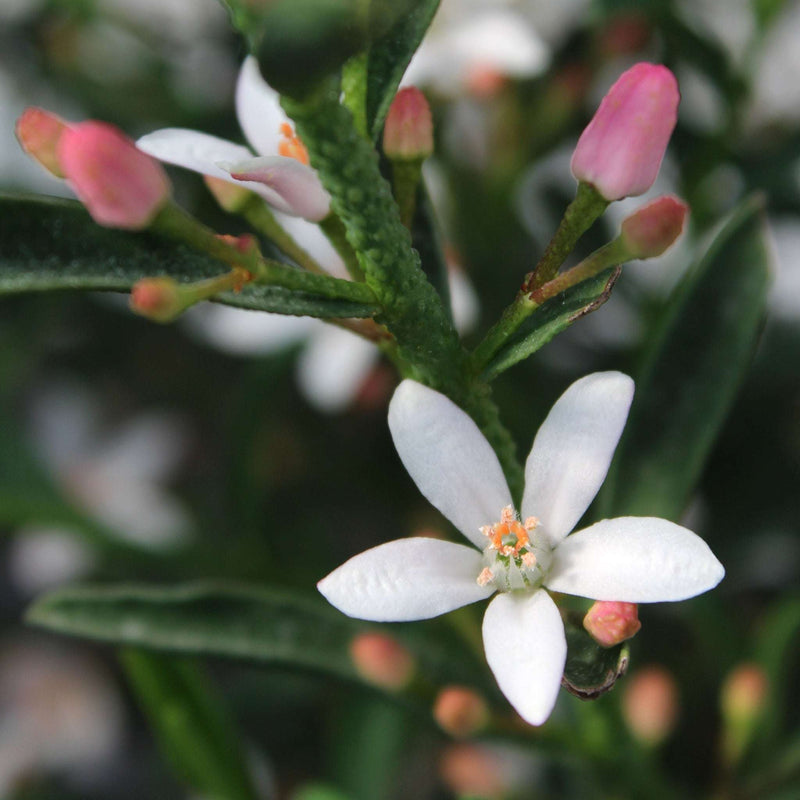 Eriostemon 'Flower Girl White' 2L