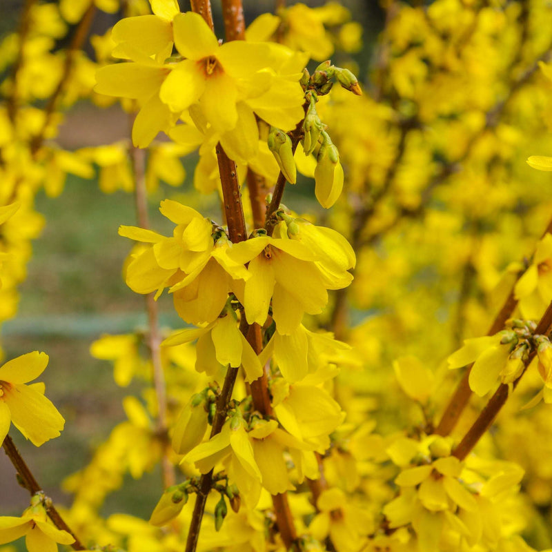 Forsythia x intermedia 'Weekend' 1L -