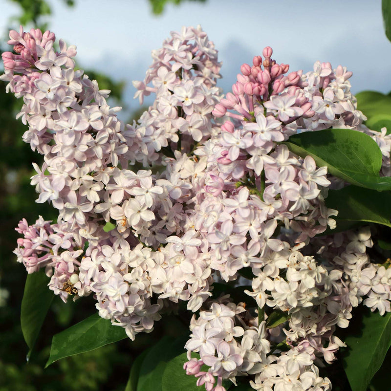 Syringa vulgaris 'Katherine Havemeyer' (Lilac) 2L -