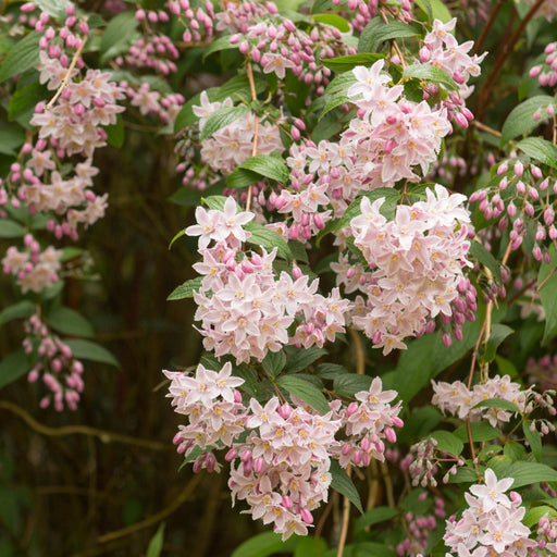 Deutzia 'Rosea' 1L -