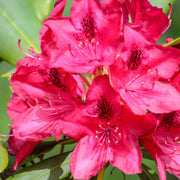 Rhododendron 'Nova Zembla' 2L / 5L -