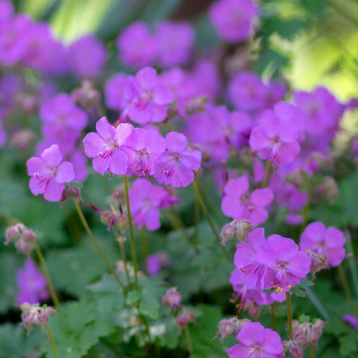 Geranium 'Karmina' 9cm / 2L -