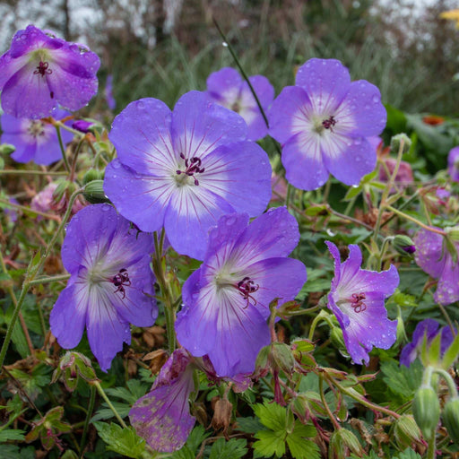Geranium 'Azure Rush' 3L -