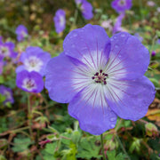 Geranium 'Azure Rush' 3L -