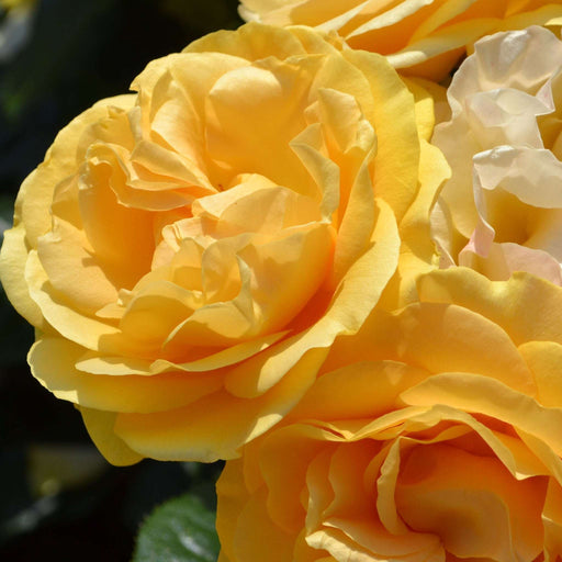 Absolutely Fabulous | Floribunda | 4L Potted Rose (PRE ORDER DECEMBER '25) -