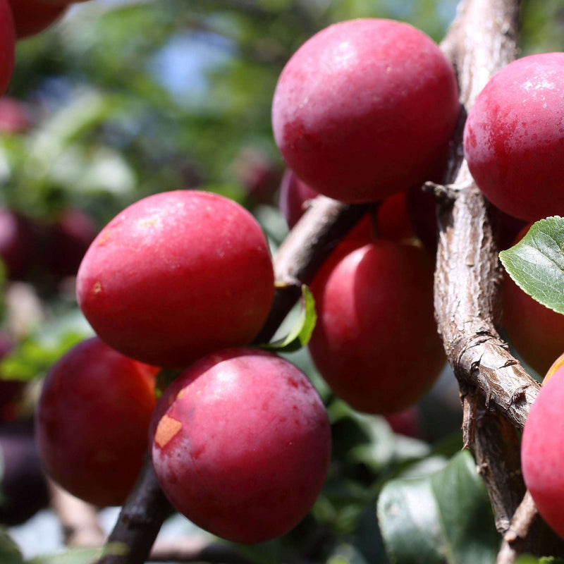 Dwarf Patio Plum Tree 'Jubileum' 1M -