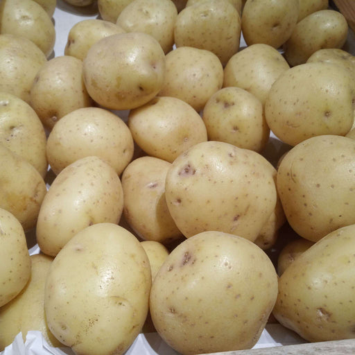 Nadine Seed Potatoes 2KG - Home & Garden > Plants > Seeds, Bulbs & Accessories > Seeds & Seed Tape > Seeds