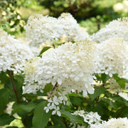 Hydrangea paniculata Grandiflora 1/2L/10L