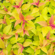 Spiraea japonica 'Firelight' 9cm / 1L / 2L -