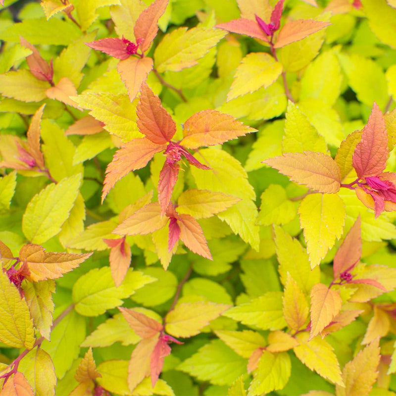 Spiraea japonica 'Firelight' 9cm / 1L / 2L -