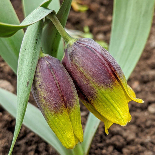 Fritillaria Uva Vulpis Bulbs (10 Bulbs) -