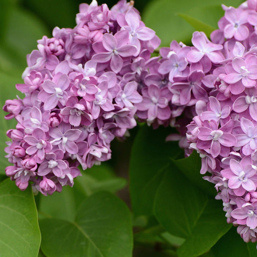 Syringa vulgaris 'Belle De Nancy'' (Lilac) 3L -