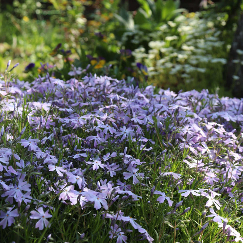Phlox subulata 'Emerald Cushion Blue' 9cm Pot -