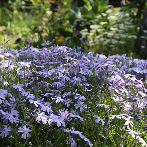 Phlox subulata 'Emerald Cushion Blue' 9cm Pot -