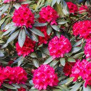 Rhododendron 'Nova Zembla' 2L / 5L -
