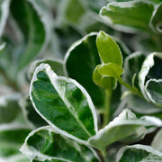 Euonymus japonicus ‘Kathy’ 9cm