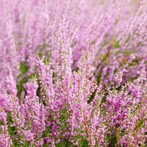 Calluna Heather Pink (9cm Pot) -