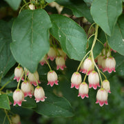 Enkianthus campanulatus 2L -