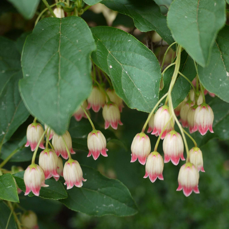 Enkianthus campanulatus 2L -