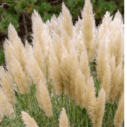 Cortaderia Pampas Grass 'Pumila' 1L/2L/4L -