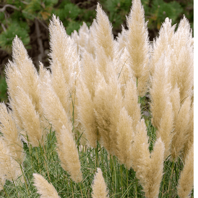 Cortaderia Pampas Grass 'Pumila' 1L/2L/4L -
