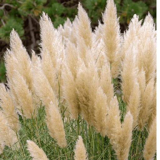 Cortaderia Pampas Grass 'Pumila' 1L/2L/4L -