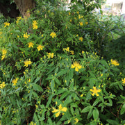 Hypericum 'Magical Sunshine' 2L