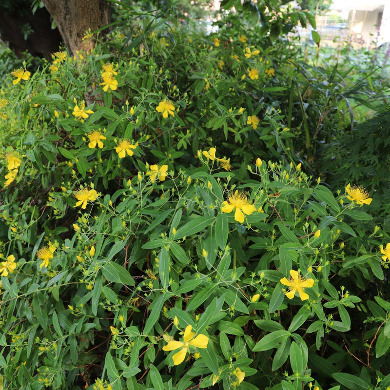 Hypericum 'Magical Sunshine' 2L