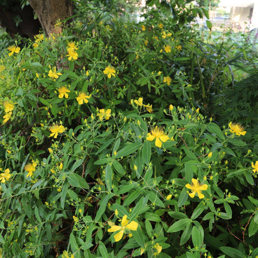 Hypericum 'Magical Sunshine' 2L