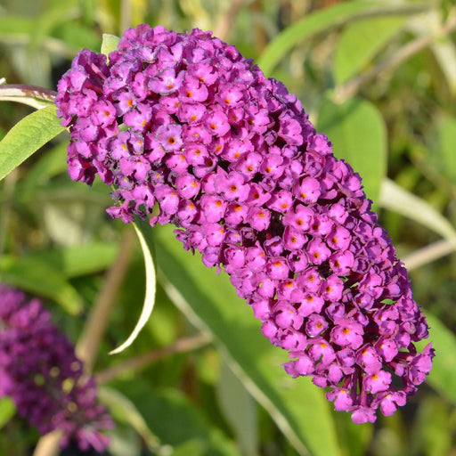 Buddleja davidii 'Royal Red' 1L / 2L -