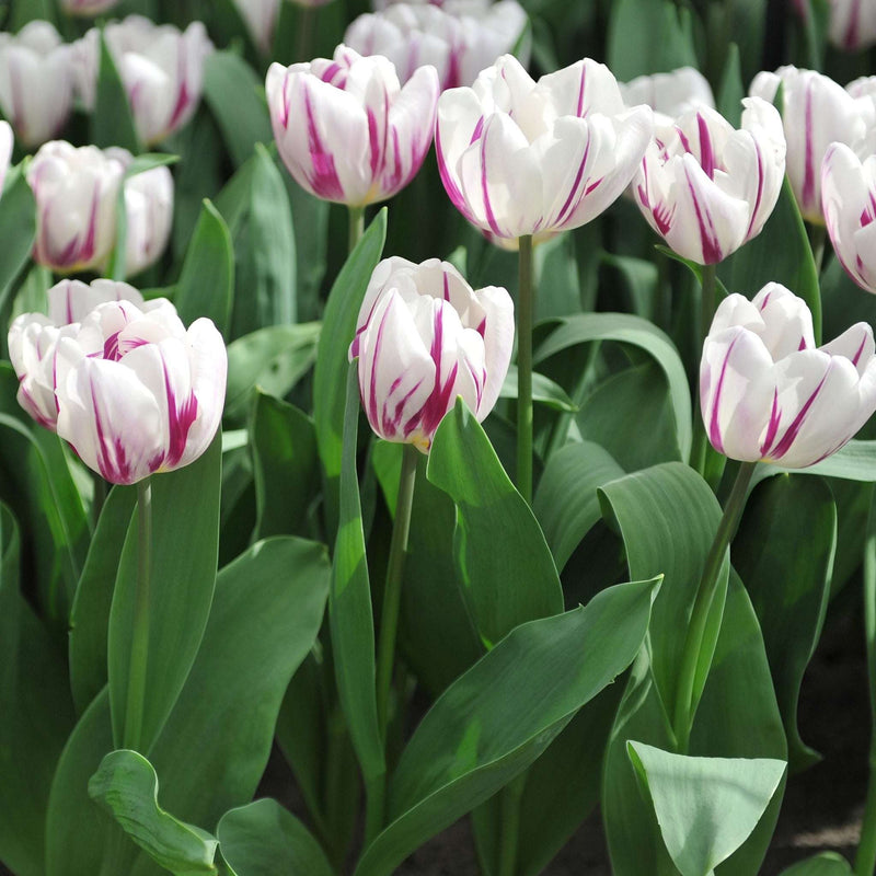 Tulip 'Flaming Flag' (4 Bulbs)