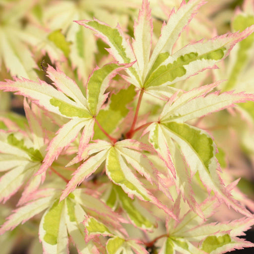 Acer palmatum Oridono-nishiki 3L - Home & Garden > Plants > Indoor & Outdoor Plants > Landscaping & Garden Plants