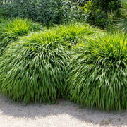 Hakonechloa macra Grass 9cm / 2L