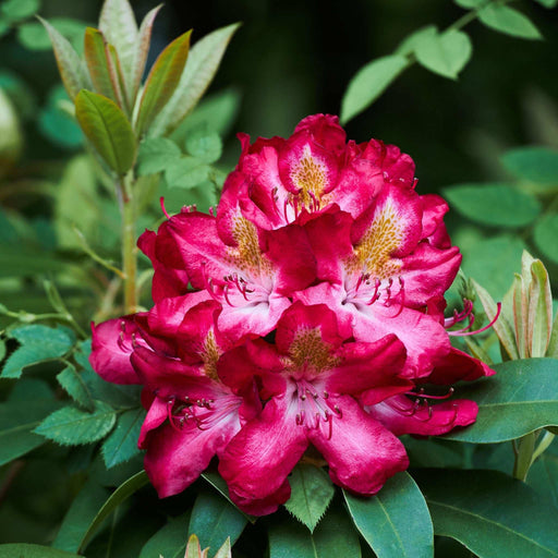 Rhododendron hybride 'Junifeuer' 5L -