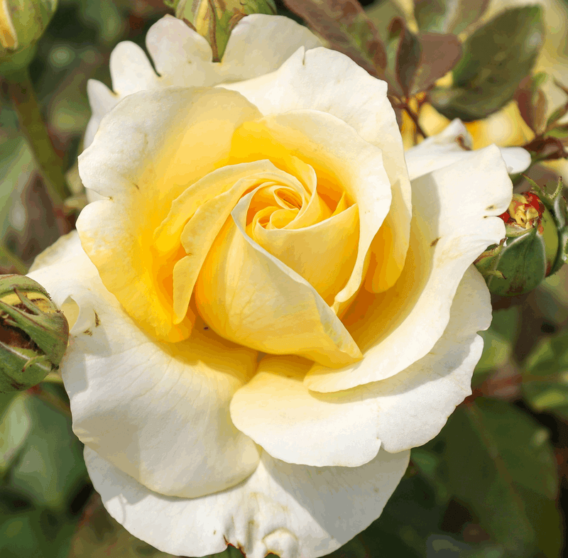 Sunny Sky | Hybrid Tea | 4L Potted Rose (PRE ORDER DECEMBER '25)