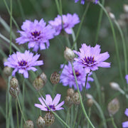 Catananche caerulea 9cm/2L -