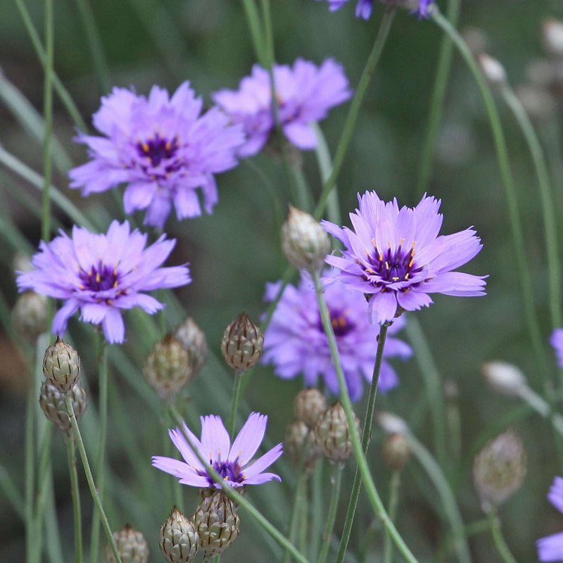Catananche caerulea 9cm/2L -