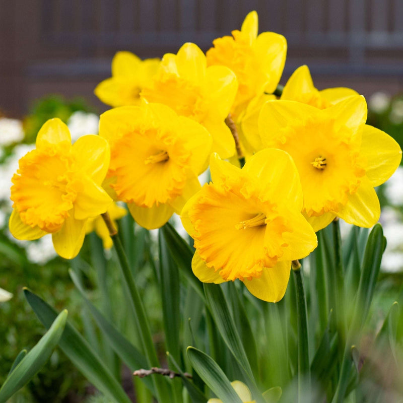 Daffodil 'Carlton' (7 Bulbs)