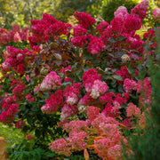 Hydrangea paniculata 'Red Light' 2L / 5L