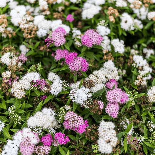 Spiraea japonica 'Genpei' 1L -