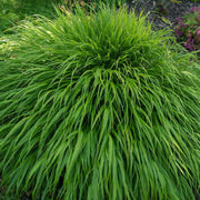 Hakonechloa macra Grass 9cm / 2L