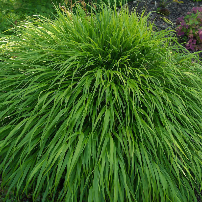 Hakonechloa macra Grass 9cm / 2L