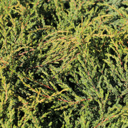 Juniperus communis 'Repanda' 2L