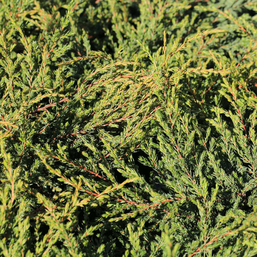 Juniperus communis 'Repanda' 2L