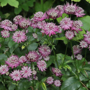 Astrantia major 'Venice' 2L -