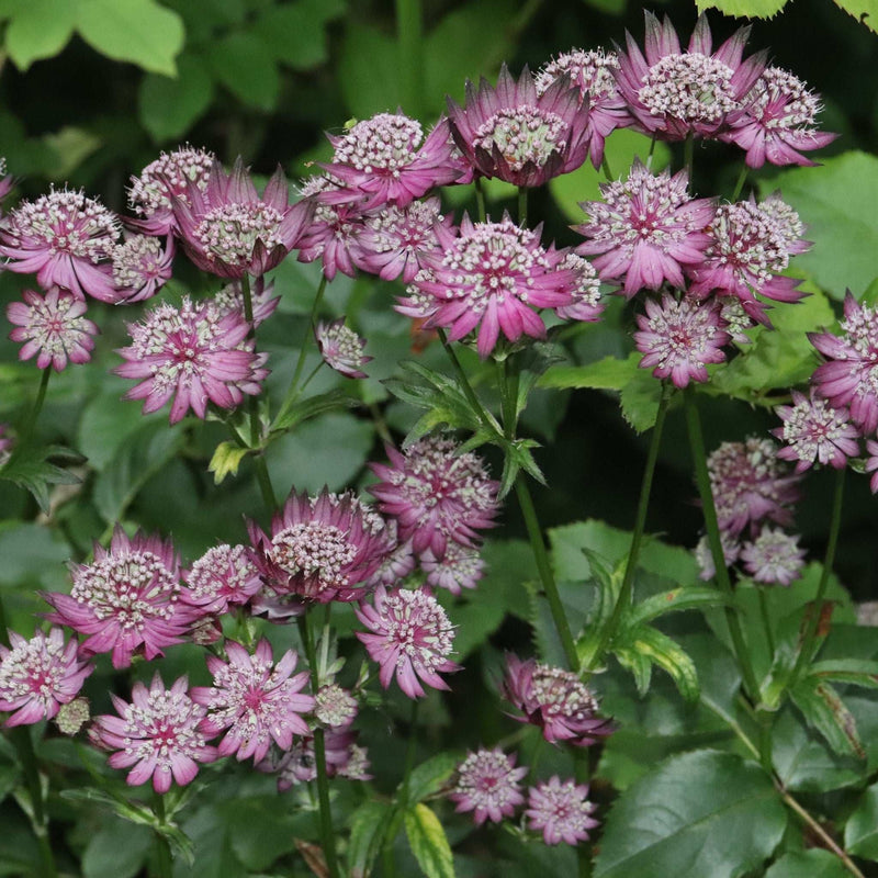 Astrantia major 'Venice' 2L -